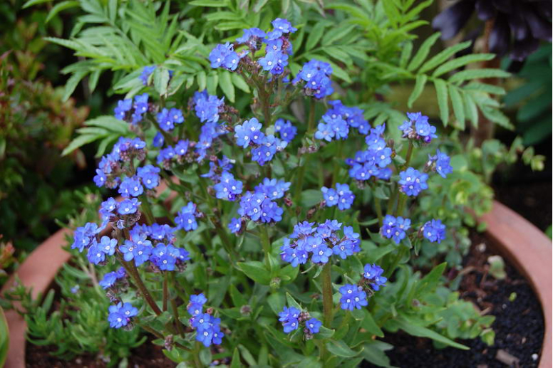 Anchusa capensis, Cape bugloss Blue Angel, Анхуза капская, Воловик, Kapi imikas, Afrikansk oxtunga, Etelänrasti